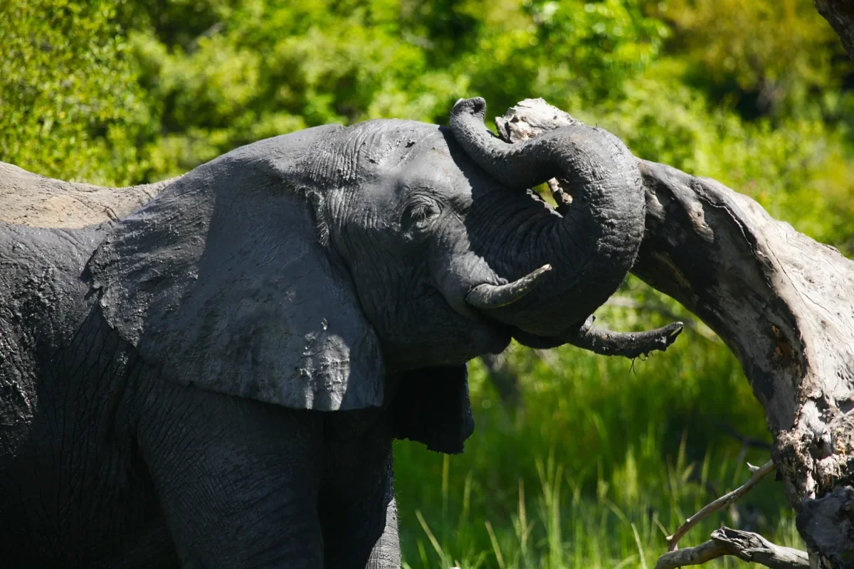 Elephants beside the Chobe River